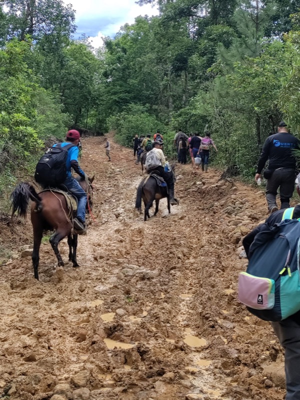 Caballos de carga en un camino de montaña